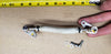 *2005-09 Yamaha 60V-13973-10-00 Fuel Pipe Hose 3 Line 200-300Hp OEM Outboard